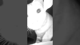 Caught On Cctv Camera