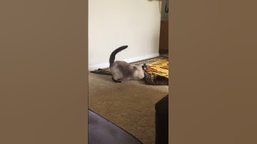 when the catnip hits #cats #catshorts #catvideos #funny #fy #fyp
