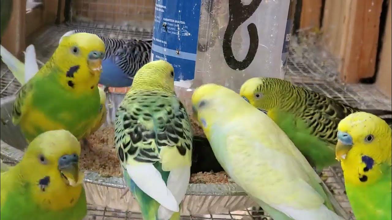 Male Budgies/Parakeets Eating A Boiled Egg YouTube