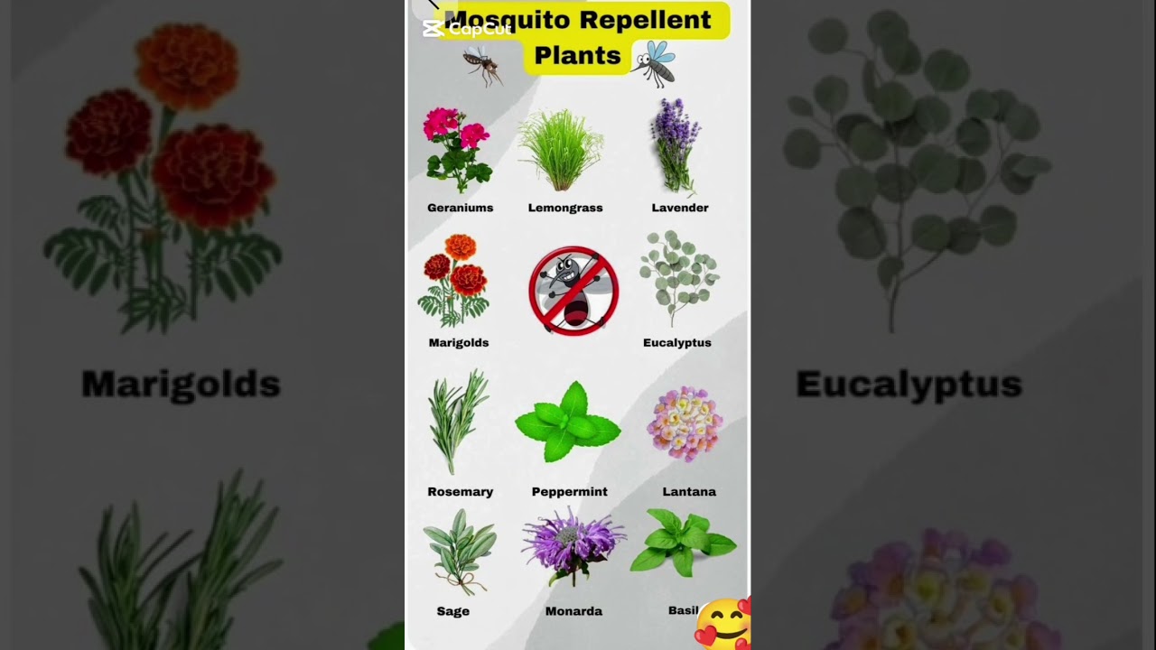 Natural mosquito and flies repellent plant. 