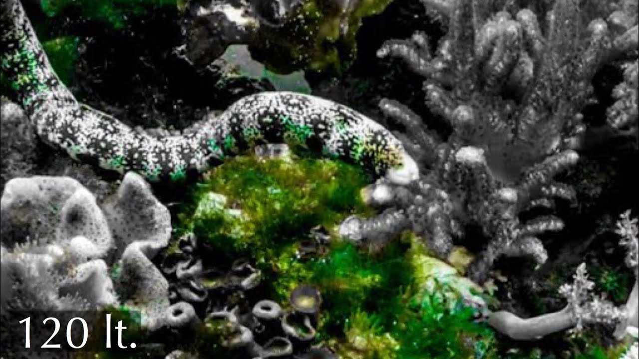 🐍Morte lenta di un acquario marino fai da te con murena.Invasione di ...