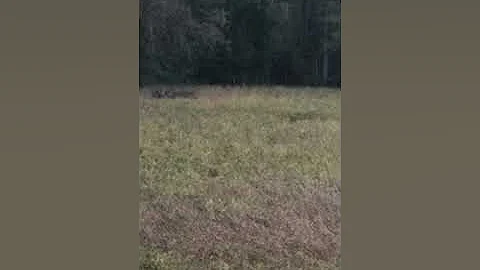 Savage axis 7mm-08 200 yard First buck