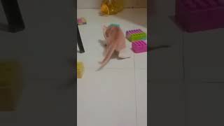 টুনু মুনু কি নিয়ে খেলে #anmillover #catlovers #catshorts #catvideos #babycat #mycat #catman #funny