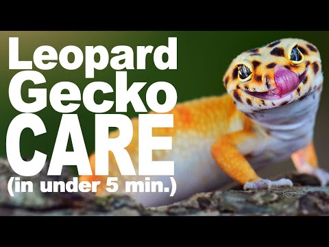 Video: Geckos 101: Perus Leopard Gecko Care (asuminen, ruokavalio, luonnonhistoria)