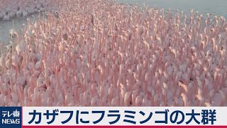 ピンクの浮島!?フラミンゴの大群がカザフスタンの湖に停留（2020年11月18日）