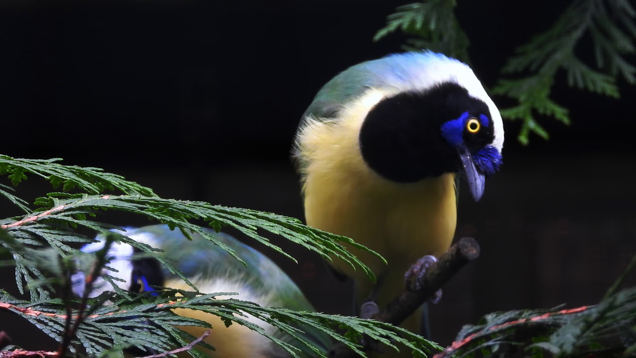 Inca Jay  tries to nibble off his ring