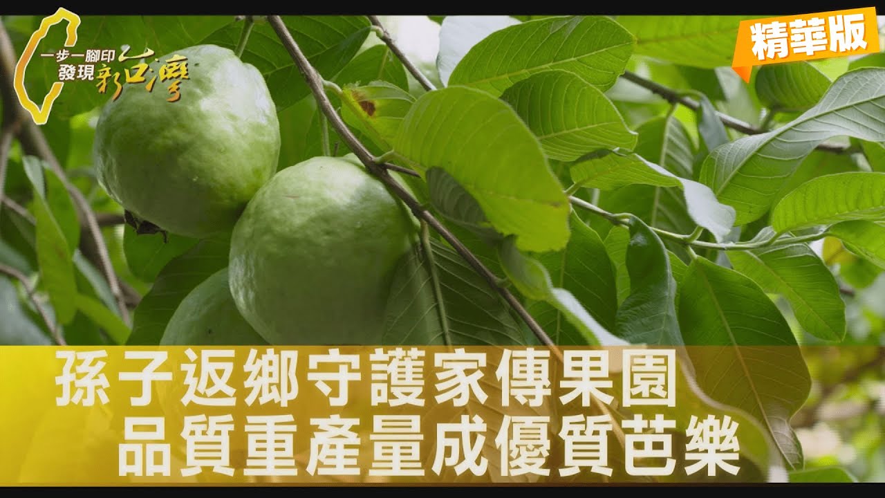 【彰化】爺爺奶奶的芭樂園不能荒廢！從零開始種出親情滋味得獎芭樂∣一步一腳印【種讓阿嬤驕傲的芭樂】20251005