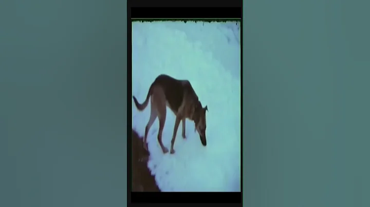 Werewolf caught on camera in the 70's... #shorts