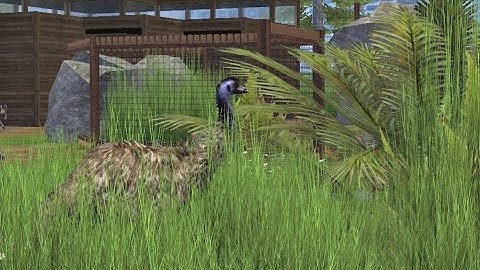 ZT2 Exhibit: Emu, Red Kangaroo and Wallaby Walk-through Exhibit