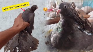 New pigeon  নতুন পায়রার super cage a l Rajib And Mini Zoo