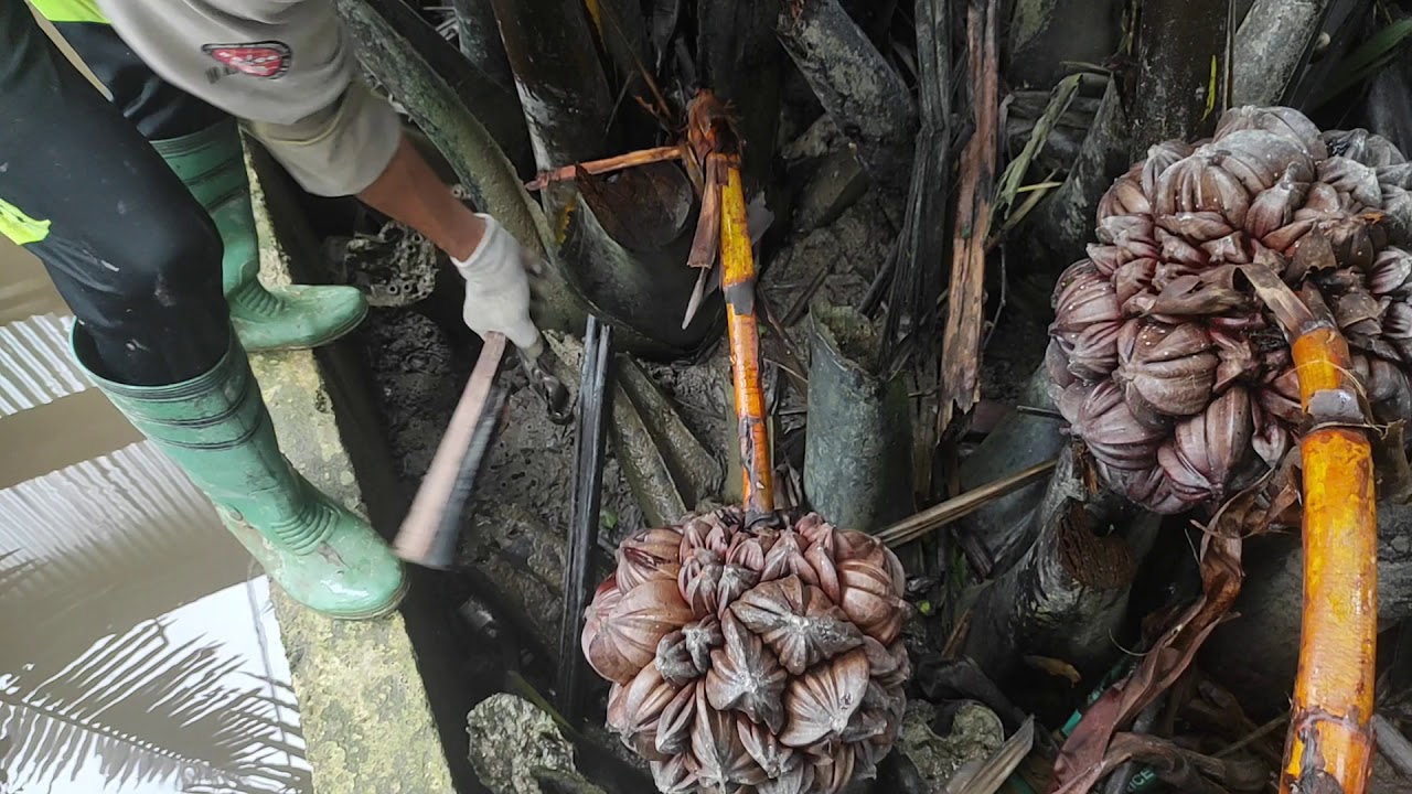 Air Nira Nipah | Proses mula-mula sebelum mengambil air nira nipah.