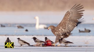 Wildes Brandenburg - Winter im Nationalpark Unteres Odertal