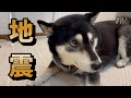 【地震】緊急地震速報に反応するパパ。パパに反応して不安になる柴犬。（№137）
