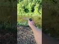 Shooting the Sig Sauer p365x