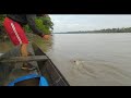 la mejor carnada para pescar bagres. pesca con atarraya y anzuelo en el guaviare