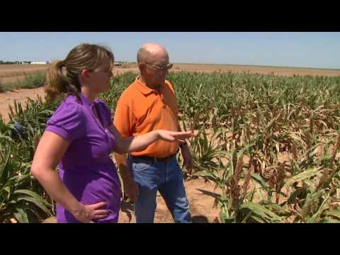 Sorghum Seed Safener for better yields