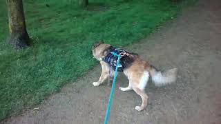 German Shepherd Virtual dog walk forest countryside hike public footpath GSD reactive DOG TV. Mia 16