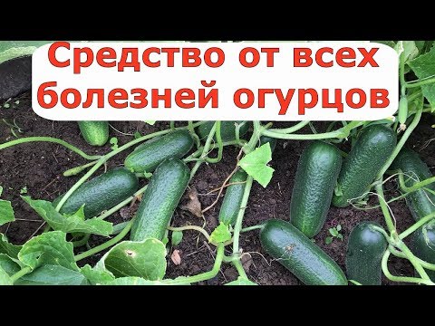 405  Средство от всех болезней огурцов