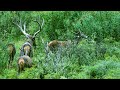 Deer on the Plateau Series: | Episode 3: Coexistence in the Woods