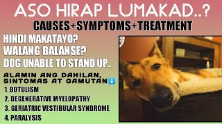 HINDI MAKATAYO O MAKALAKAD ANG ASO? DOG CAN'T STAND OR WALK | PARALYSIS IN DOGS | PHiLINSIGHT SESETV