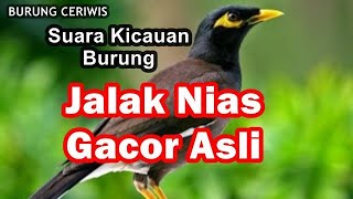 Suara Kicaun Burung Jalak Nias Mantap Cocok Buat Masteran Cerewet Gacor Suara Asli Berisik Ngoceh