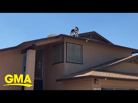 Husky doubles as a neighborhood watchdog | gma