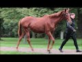 BBAG Sales & Racing Festival 2024 - Lot 218 It´s a Dream