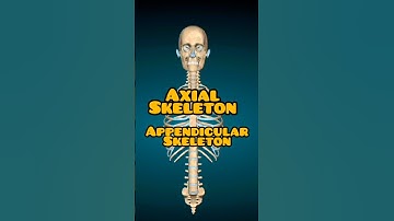 Bones of Axial And Appendicular Skeleton? #axialskeleton #appendicularskeleton #dsbmedicine