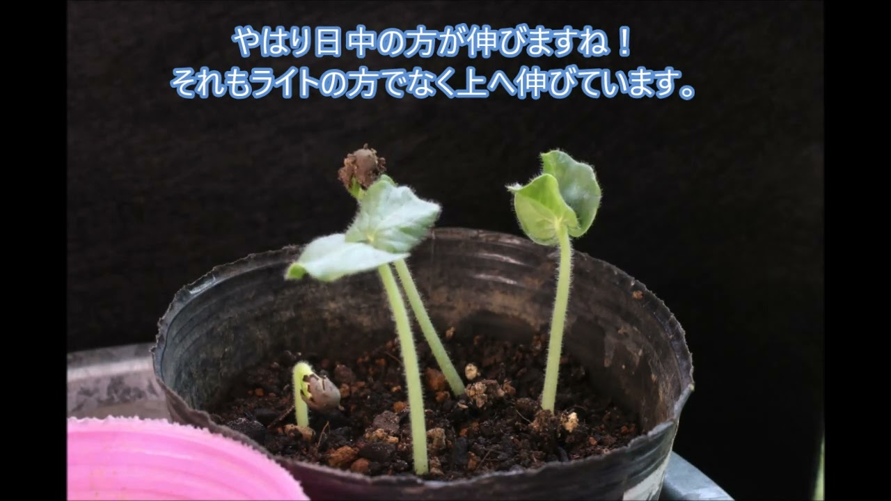 小学3年 理科 たねまき ホウセンカとオクラの発芽（タイムラプス
