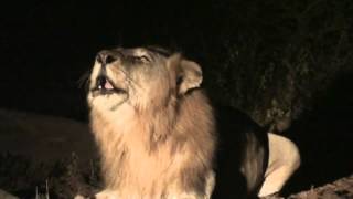 Lion roaring at Pondoro, Kruger Park