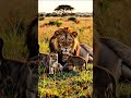 #LionCubs #Wildlife #AnimalShorts #CuteAnimals #Nature #YTShorts