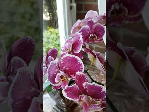 Video: Ist Die Phalaenopsis-Orchidee Eine Blume Für Faule?