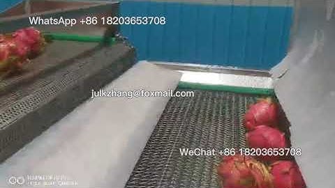 pitahaya dragon fruits washing machine｜ Dragon fruits process machine
