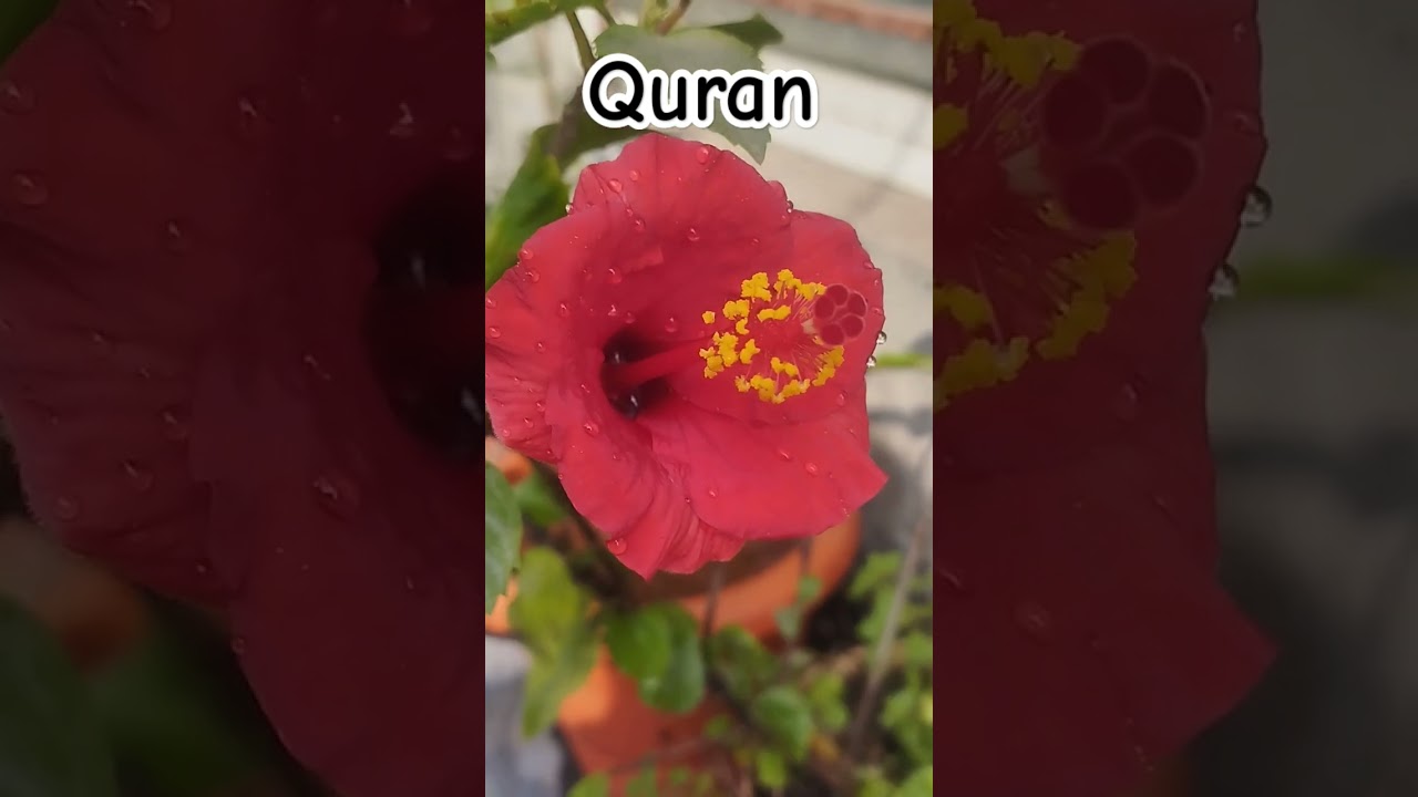 #quran
