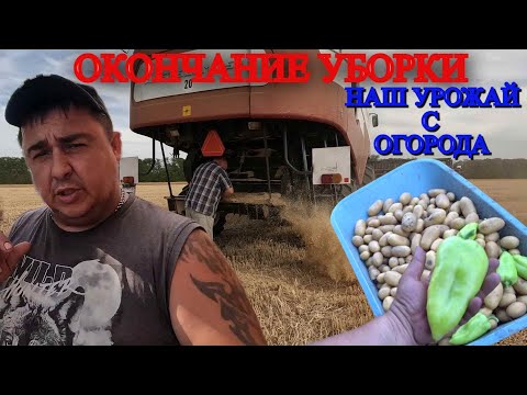 НАЧИНАЕМ УБИРАТЬ УРОЖАЙ С ОГОРОДА / ОКОНЧАНИЕ ЖАТВЫ 2024 / ПОКАТУШКИ НА КОМБАЙНЕ /