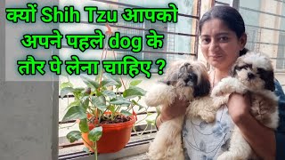 Cheapest puppies in Surat, Dog market with KCI paper | shih tzu puppies