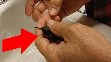 Man Rescues Hummingbird Trapped In Spiderweb And Then Gives Him A Bath.
