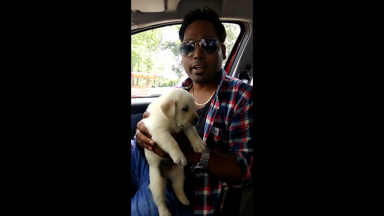 American Labrador puppies on Sale - 8813825366, 7404011122 DOGGYZ WORLD