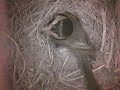birdcam_2010-03-21_08-51-13.avi