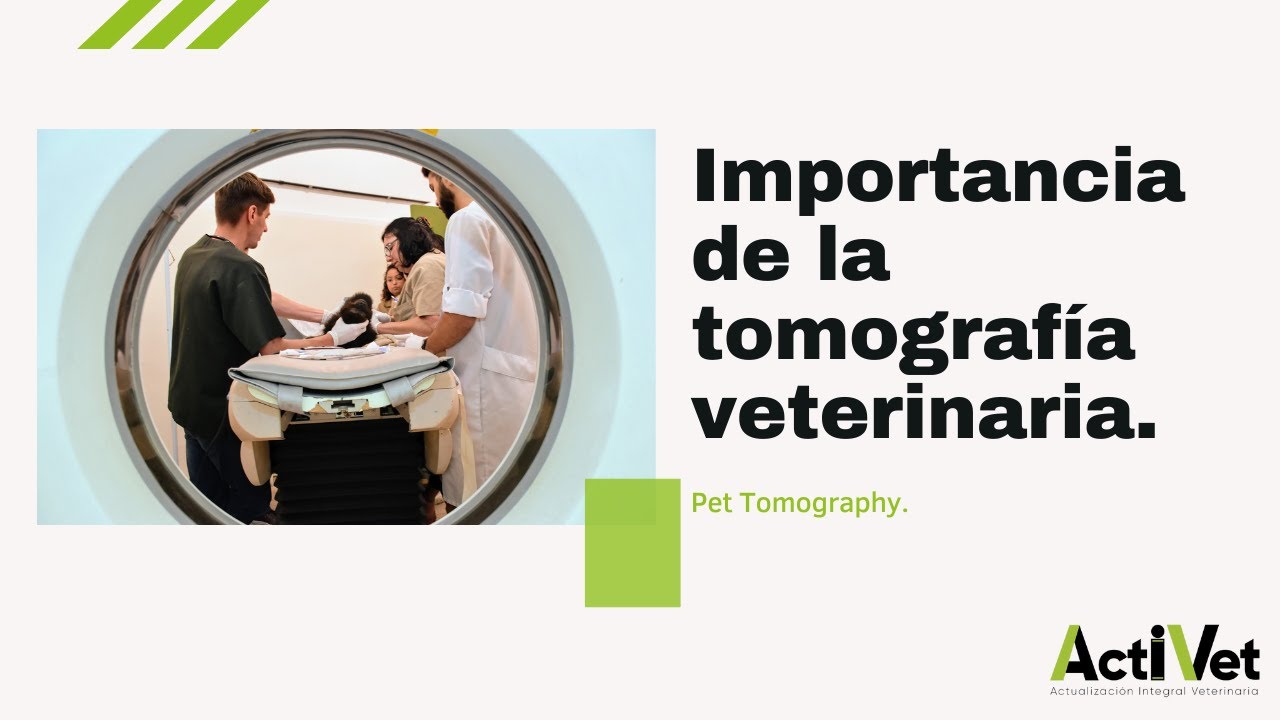 Importancia de la tomografía veterinaria.