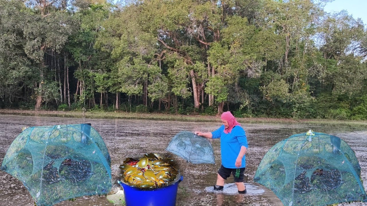 ป้าด!!ใส่ตุ้มดักแมงตับเต่ารอบแรกของปีหมานแต่ตัวใหญ่ๆเข้าเต็มตุ้มอีกหนึ่งวิถีหากินบ้านๆหมานสุดๆ