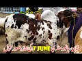 Multan Cow Mandi Khubsurat Bachray Latest Update | Urdu/Hindi | | SS Tv |