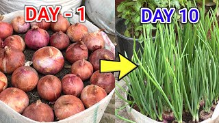 Never buy onions again | growing onions in a new way and unexpected results, growing onions at home