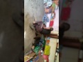 اروع عركه بين اثنين