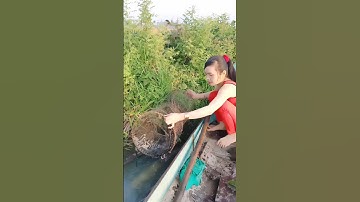 Đặt lợp cá lóc mùa nước nổi tập 20 #xuhuong #xuhuongyoutube #321shorts #shorts