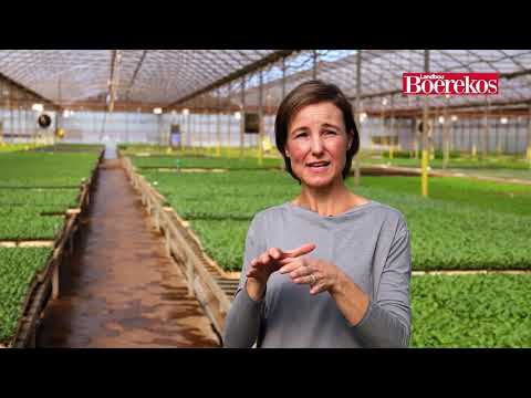 Video: Botaniese Eienskappe Van Eiervrugte, Groeitoestande