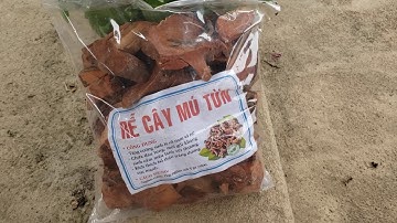 RỄ CÂY MÚ TỪN - LOẠI RỄ CÂY NGÂM RƯỢU TỐT CHO QUÝ ÔNG- MỈ NGÂN FOOD