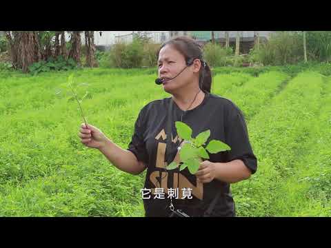 花蓮 | 野菜不野  復育流傳 | 蘇秀蓮