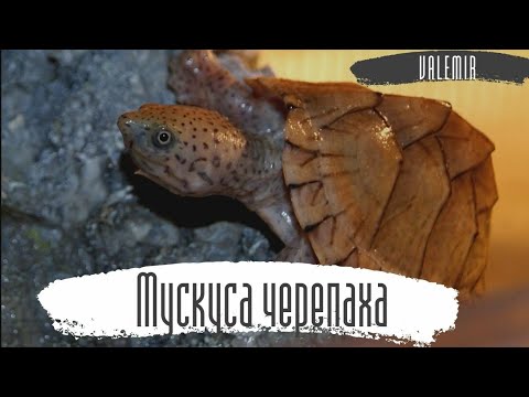 Мускусная черепаха, уход и содержание