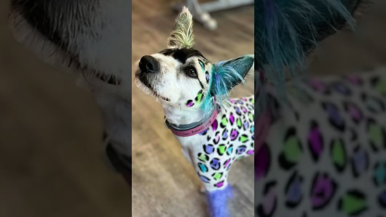 Blonde Hair Dye OPAWZ Permanent Dog Hair Dye Salon Quality